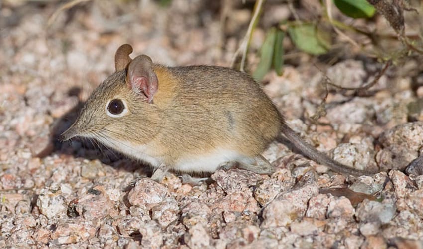 Rhynchocyon - Checkered elephant shrews: facts, distribution